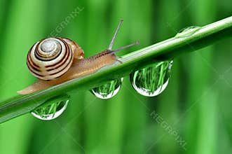 Snail