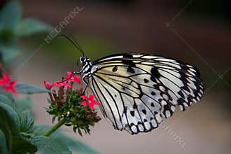 Pili Palas Butterfly Farm