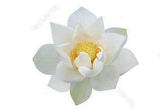 White lotus flower