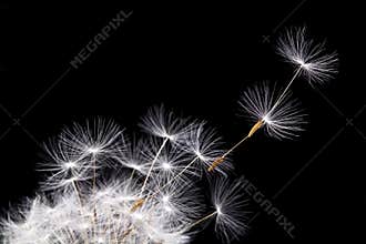 Dandelion in the wind