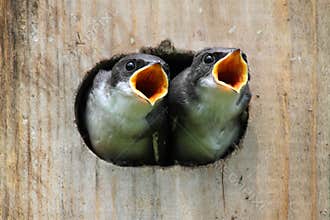 Baby Birds In a Bird House