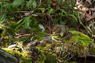 Kinabalu park ground squirrel standing in the jungle with piece of apple or Spermophilus citellus wildlife scene from nature
