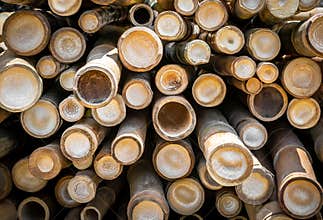 Bamboo circle cross section