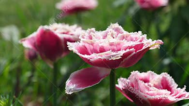 Blossoming Mascotte Fringed tulips in light spring wind, 4K