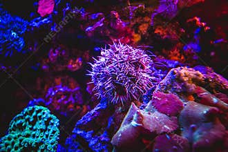 Sea Urchin Surrounded by Pacific Underwater Coral Reef Environment