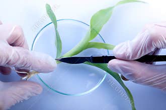 Floral science