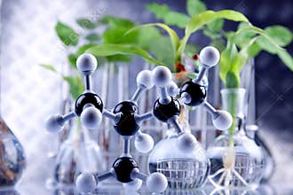 Plants in laboratory