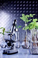 Plants in laboratory