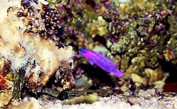 Orchid Dottyback - Pseudochromis fridmani