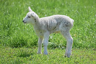 Baby Lamb in Pasture Alone