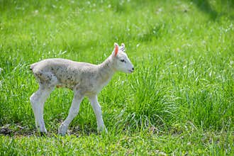 Baby Lamb in Pasture Alone