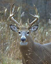 Whitetail Buck