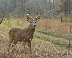 Whitetail Buck