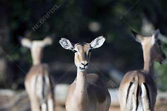 Trio of alert and cautious african impala