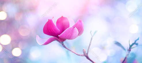 Pink Magnolia. Beautiful nature scene with blooming tree and sun flare. Spring magnolia blossom