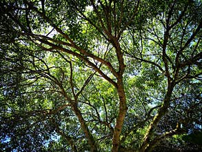Tree and branches