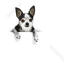 Dog banner