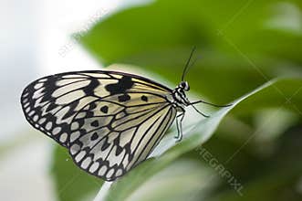 Close-up of a beautiful butterfly