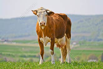 Cow