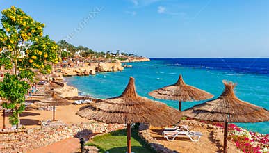 Sunny resort beach with palm tree at the coast shore of Red Sea in Sharm el Sheikh, Sinai, Egypt, Asia in summer hot. Bright sunny