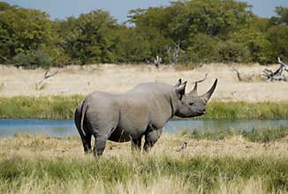 Endangered African Black Rhino