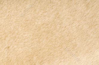 Sheep fur texture
