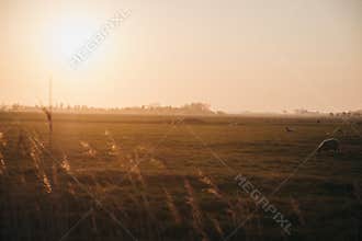 Farm animals in the distance in a field during sunset in Norfolk, England, UK, selective focus