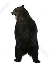 Grizzly bear, 10 years old, standing