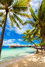 View of the sandy beach with palm trees, Bora Bora, French Polynesia. Vertical