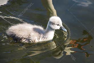 Young Mute swan, Cygnus olor swimming on a lake