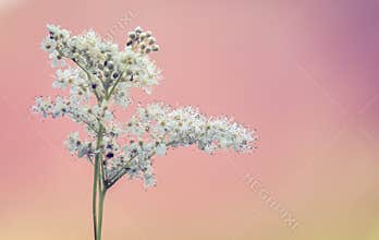 Delicate White Wildflowers