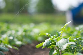 Closeup of green leafed vegetable on field