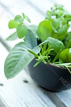 Bunch of herbs