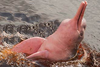 Boto Amazon River Dolphin. Amazon river, Amazonas, Brazil