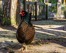 Female double laced Barnevelder chicken , popular dutch hybrid breed of chickens that produce brown eggs