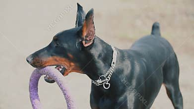 Dog breed doberman