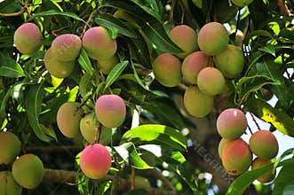 Ripening mangoes on tree