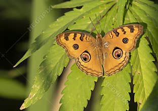 The Peacock Pansy butterfly on leaf of marijuana