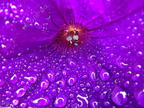 Purple Flower with Macro Water droplets