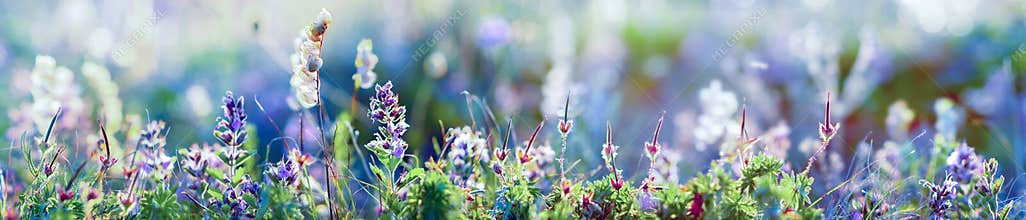 Wild flowers and grass closeup, horizontal panorama photo