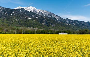 Train speeding through country landscape with snowcapped mountains and rapeseed canola fields
