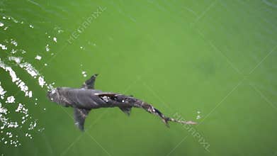 The lemon sharks