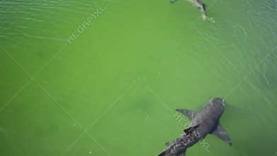 Two Lemon Sharks