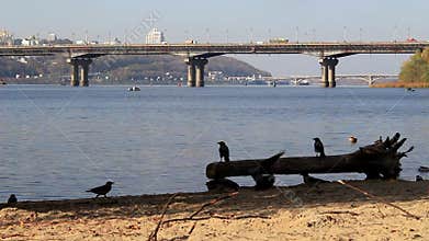 Crows on the embankment of the river