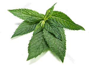 Peppermint