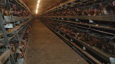 Poultry farm with a lot of birds in the cage. Automatic power supply. The concept of production automation