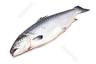 Whole Atlantic Salmon fish
