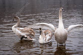 Mute swans, grown-up cygnet stretching its wings to defend itself