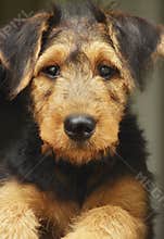 Adorable close-up portrait Airedale Terrier pet puppy dog