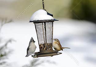Two songbirds on snow covered bird seed feeder, Georgia, USA